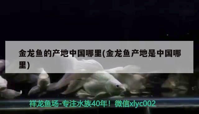 金龍魚的產地中國哪里(金龍魚產地是中國哪里)