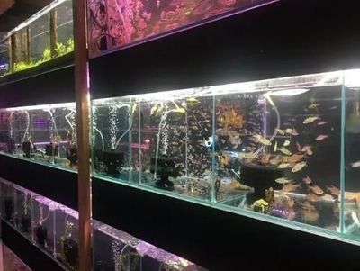 雙鴨山龍魚水族店：雙鴨山龍魚水族店怎么找
