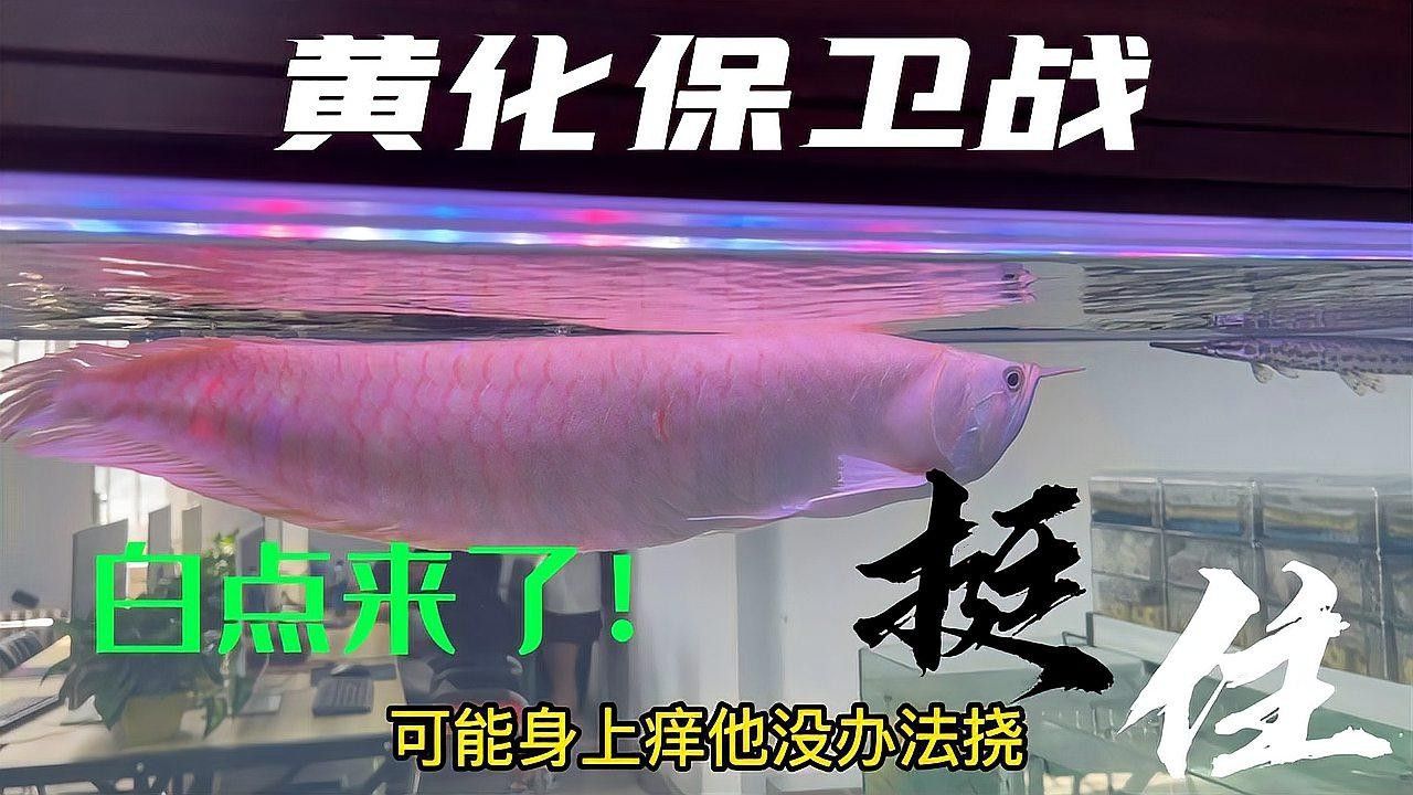 黃化銀龍白點什么病