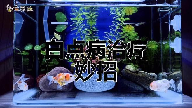 黃化銀龍白點什么病