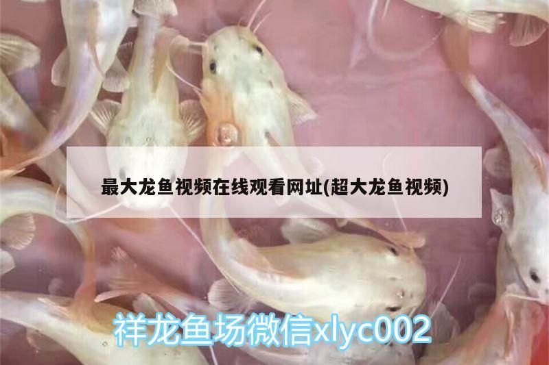 最大龍魚視頻在線觀看網址(超大龍魚視頻) 最大龍魚視頻在線觀看網址(超大龍魚視頻) 觀賞魚百科