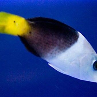 普格龍魚