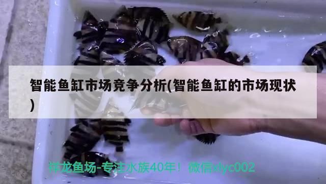 智能魚缸市場競爭分析(智能魚缸的市場現狀)