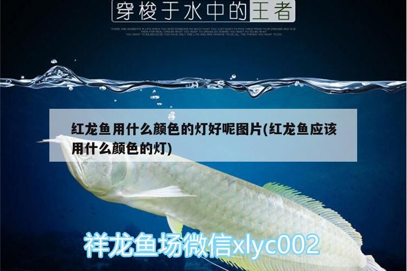 紅龍魚用什么顏色的燈好呢圖片(紅龍魚應該用什么顏色的燈)