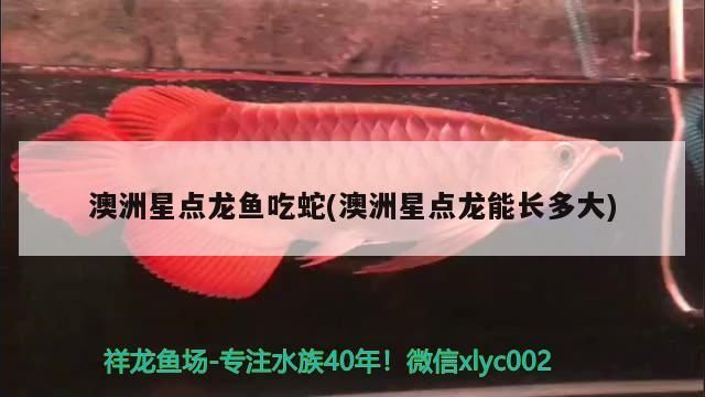 澳洲星點龍魚吃蛇(澳洲星點龍能長多大)