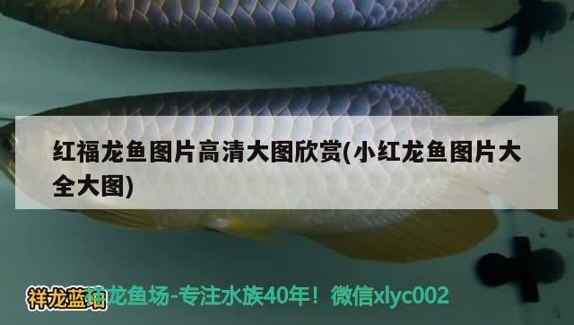 印尼虎魚多少溫度飼養最好:印尼虎魚多少溫度飼養最好印尼虎魚多少溫度飼養最好 紅福龍魚圖片高清大圖欣賞(小紅龍魚圖片大全大圖) 觀賞魚百科 紅福龍魚圖片高清大圖欣賞(小紅龍魚圖片大全大圖) 紅福龍魚圖片高清大圖欣賞(小紅龍魚圖片大全大圖) 觀賞魚百科
