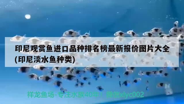 印尼觀賞魚進口品種排名榜最新報價圖片大全(印尼淡水魚種類)