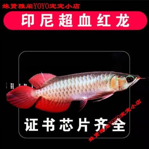 小店龍魚是雜牌子還是名牌 小店龍魚是雜牌子還是名牌 觀賞魚百科 第3張