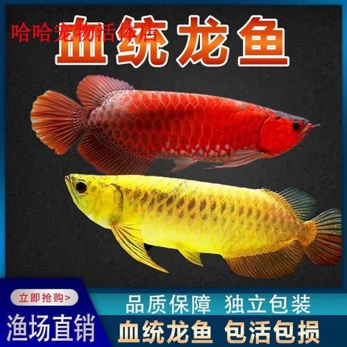 小店龍魚是雜牌子還是名牌 小店龍魚是雜牌子還是名牌 觀賞魚百科 第1張