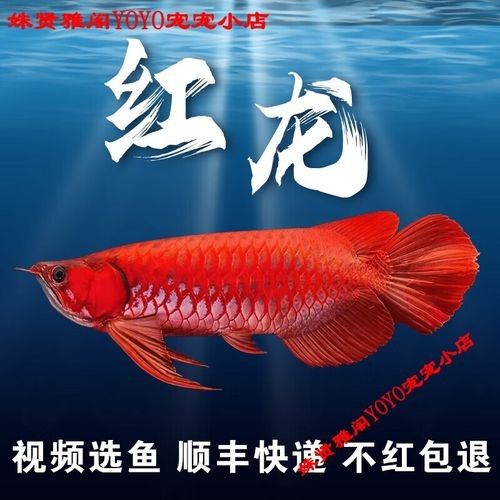 小店龍魚是雜牌子還是名牌 小店龍魚是雜牌子還是名牌 觀賞魚百科 第2張