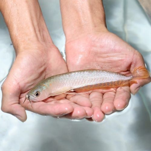 小店龍魚是雜牌子還是名牌 小店龍魚是雜牌子還是名牌 觀賞魚百科 第10張