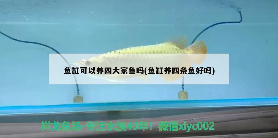 魚缸可以養四大家魚嗎(魚缸養四條魚好嗎)