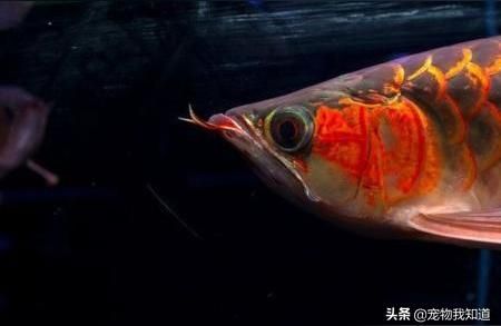 德陽龍魚批發:廣州哪個位置有觀賞魚市場 德陽龍魚批發:廣州哪個位置有觀賞魚市場 觀賞魚百科