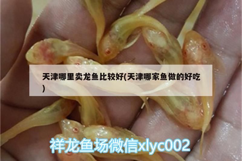 <strong><mark>天津</mark></strong>哪里賣龍魚比較好(<strong><mark>天津</mark></strong>哪家魚做的好吃)