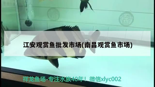 <strong><mark>江安</mark></strong>觀賞魚批發(fā)市場(chǎng)(南昌觀賞魚市場(chǎng))