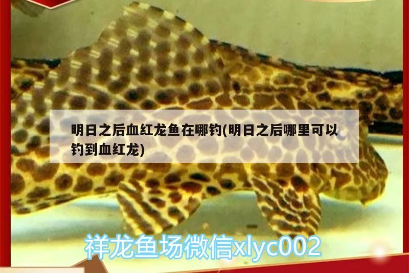 明日之后血紅龍魚在哪釣(明日之后哪里可以釣到血紅龍)