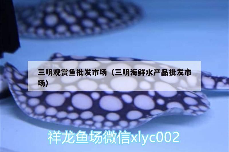 三明觀賞魚批發市場（三明海鮮水產品批發市場）