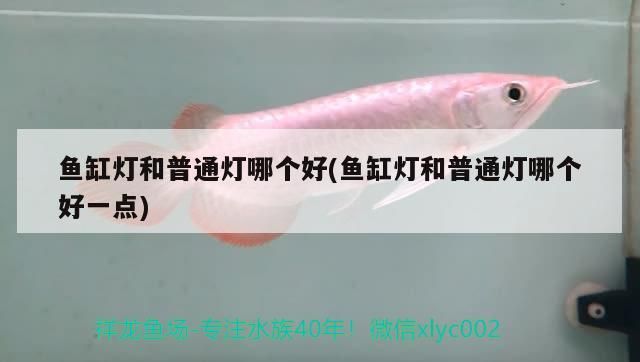 魚缸燈和普通燈哪個好(魚缸燈和普通燈哪個好一點) 魚缸燈和普通燈哪個好(魚缸燈和普通燈哪個好一點) 觀賞魚百科