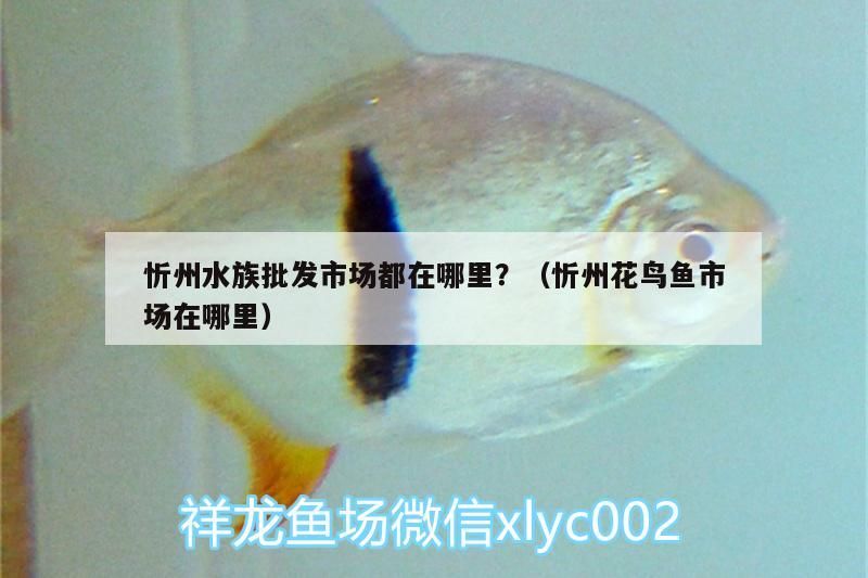 忻州水族批發市場都在哪里？（忻州花鳥魚市場在哪里）