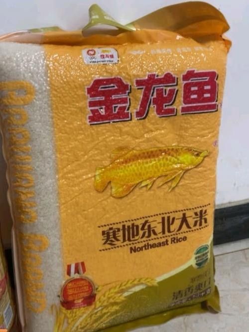 金龍魚東北