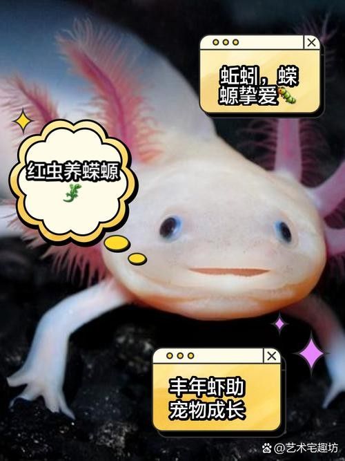 四角龍魚的圖片