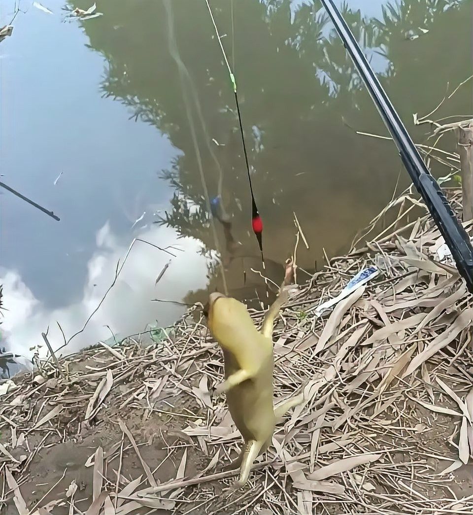四角龍魚的圖片