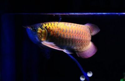 紅龍魚品種鑒別方法介紹（如何鑒別紅龍魚品種？）