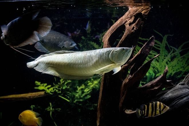 虎紋銀板魚能混養