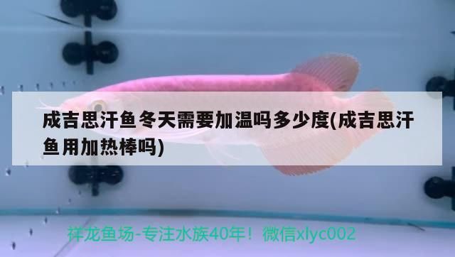 成吉思汗魚冬天需要加溫嗎多少度(成吉思汗魚用加熱棒嗎)