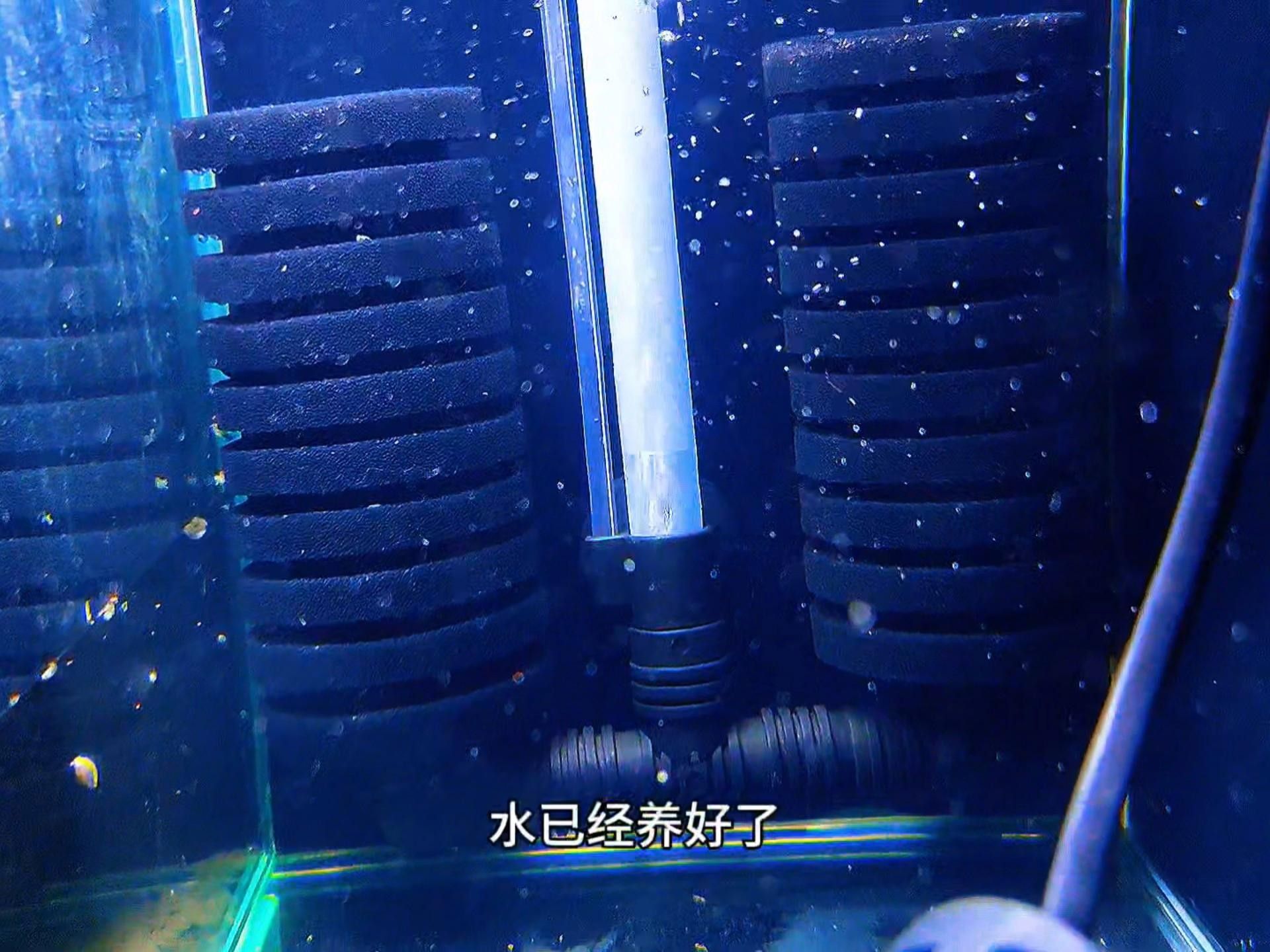 魚小苗