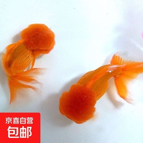 魚小苗