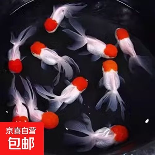 魚小苗