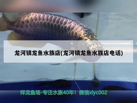 河源龍魚水族店：河源龍魚水族店信息