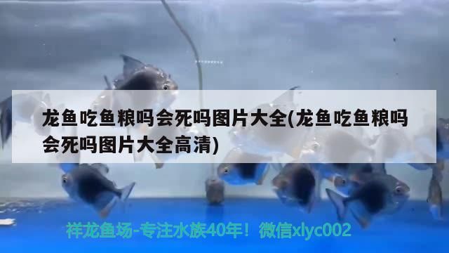 龍魚(yú)吃魚(yú)糧嗎會(huì)死嗎圖片大全(龍魚(yú)吃魚(yú)糧嗎會(huì)死嗎圖片大全高清)