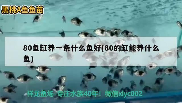 80魚缸養(yǎng)一條什么魚好(80的缸能養(yǎng)什么魚)
