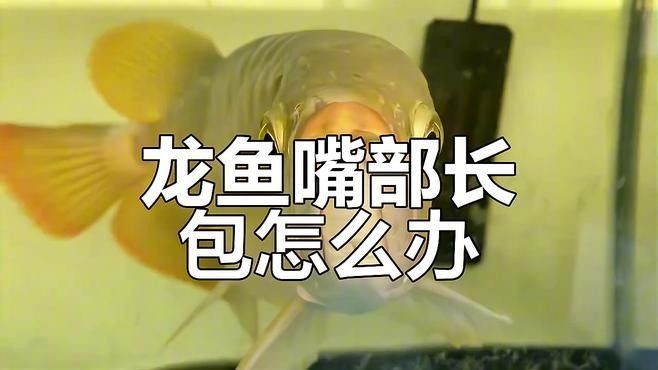 龍魚(yú)嘴巴有白點(diǎn)要警惕