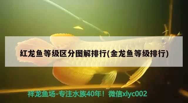 紅龍魚等級區分圖解排行(金龍魚等級排行)