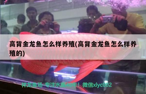 高背金龍魚怎么樣養殖(高背金龍魚怎么樣養殖的) 高背金龍魚怎么樣養殖(高背金龍魚怎么樣養殖的) 觀賞魚百科