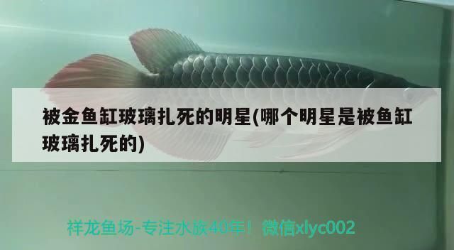 被金魚缸玻璃扎死的明星(哪個明星是被魚缸玻璃扎死的)
