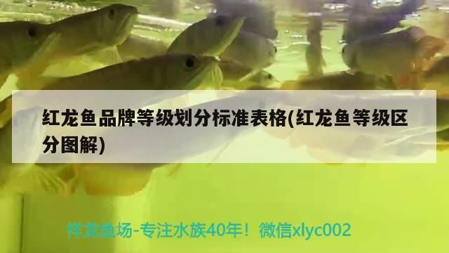 紅龍魚品牌等級(jí)劃分標(biāo)準(zhǔn)表格(紅龍魚等級(jí)區(qū)分圖解)