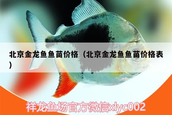 北京金龍魚魚苗價格（北京金龍魚魚苗價格表）