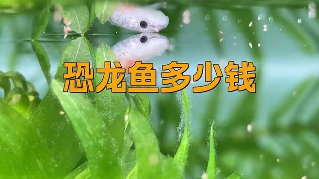 六角龍魚價格是多少錢一條