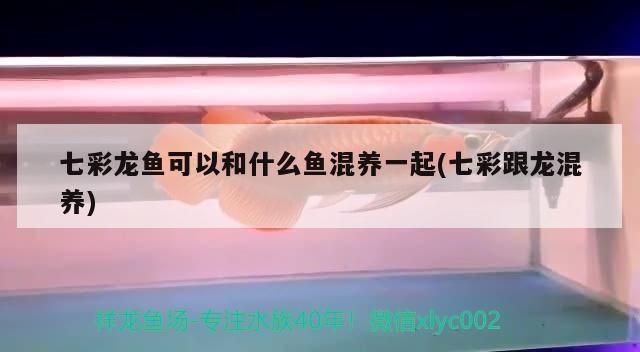 七彩龍魚可以和什么魚混養一起(七彩跟龍混養)