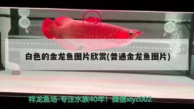 白色的金龍魚圖片欣賞(普通金龍魚圖片)