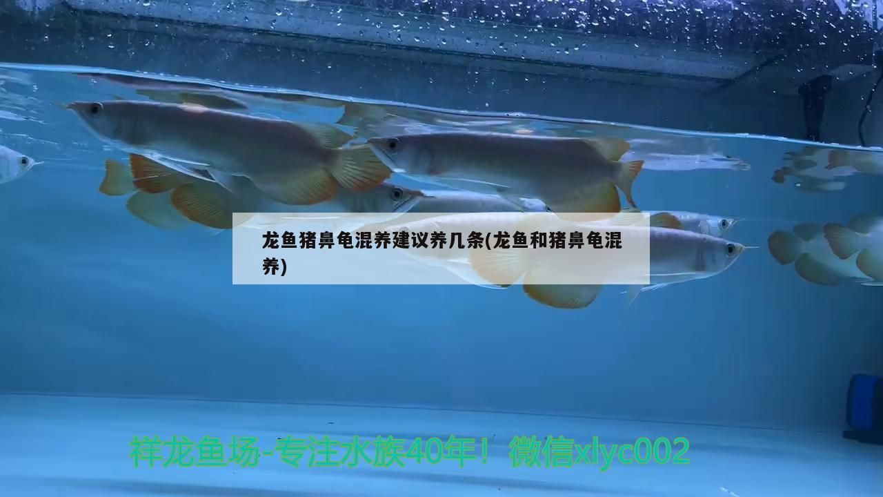 幫我看看什么病謝謝了 幫我看看什么病謝謝了 觀賞魚百科 第1張