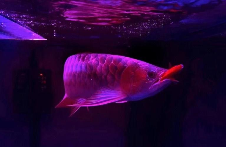 萬山龍魚價格表和圖片