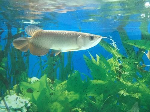 萬山龍魚價格表和圖片