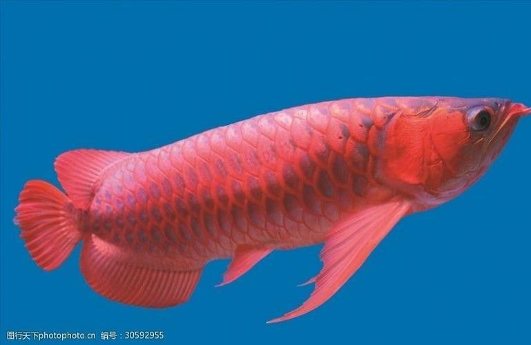 萬山龍魚價格表和圖片