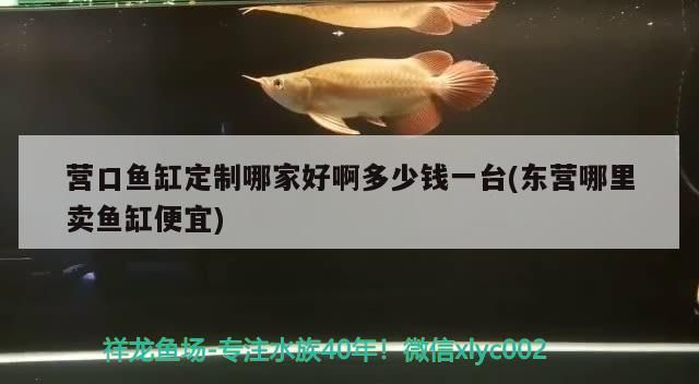 營口魚缸定制哪家好啊多少錢一臺(東營哪里賣魚缸便宜)