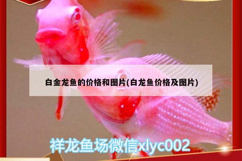 白金龍魚的價格和圖片(白龍魚價格及圖片) 白金龍魚的價格和圖片(白龍魚價格及圖片) 觀賞魚百科